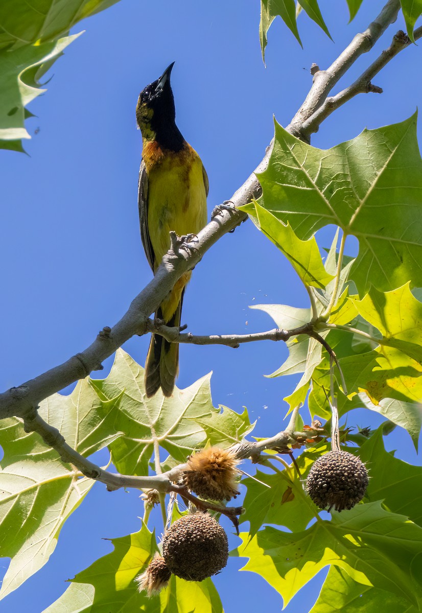 Orchard Oriole - ML620035527