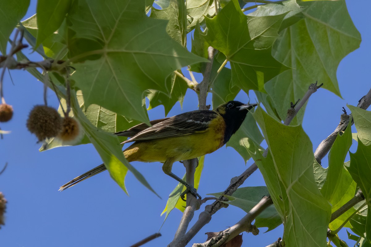 Orchard Oriole - ML620035528