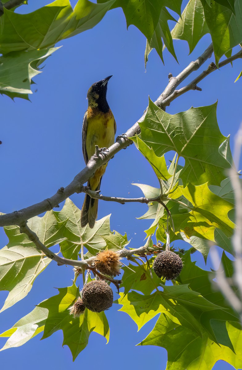 Orchard Oriole - ML620035529