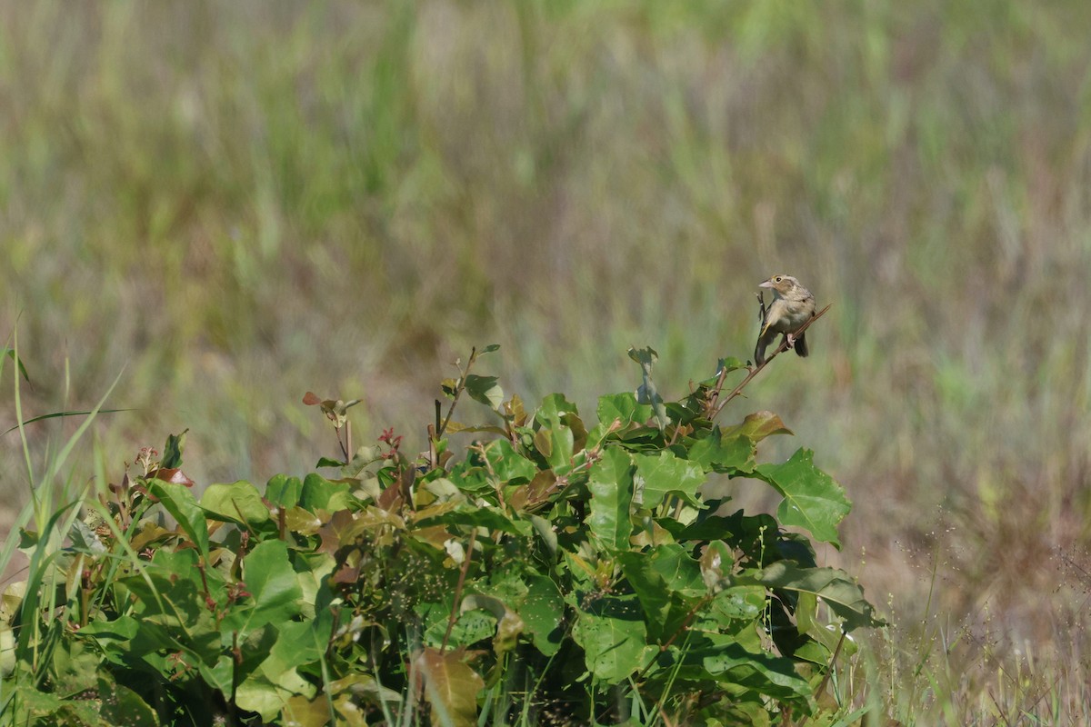 Grasshopper Sparrow - ML620035546