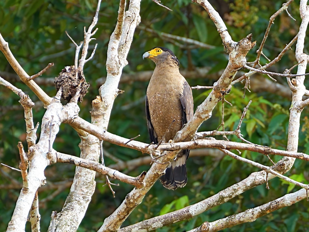 Crested Serpent-Eagle - ML620035554