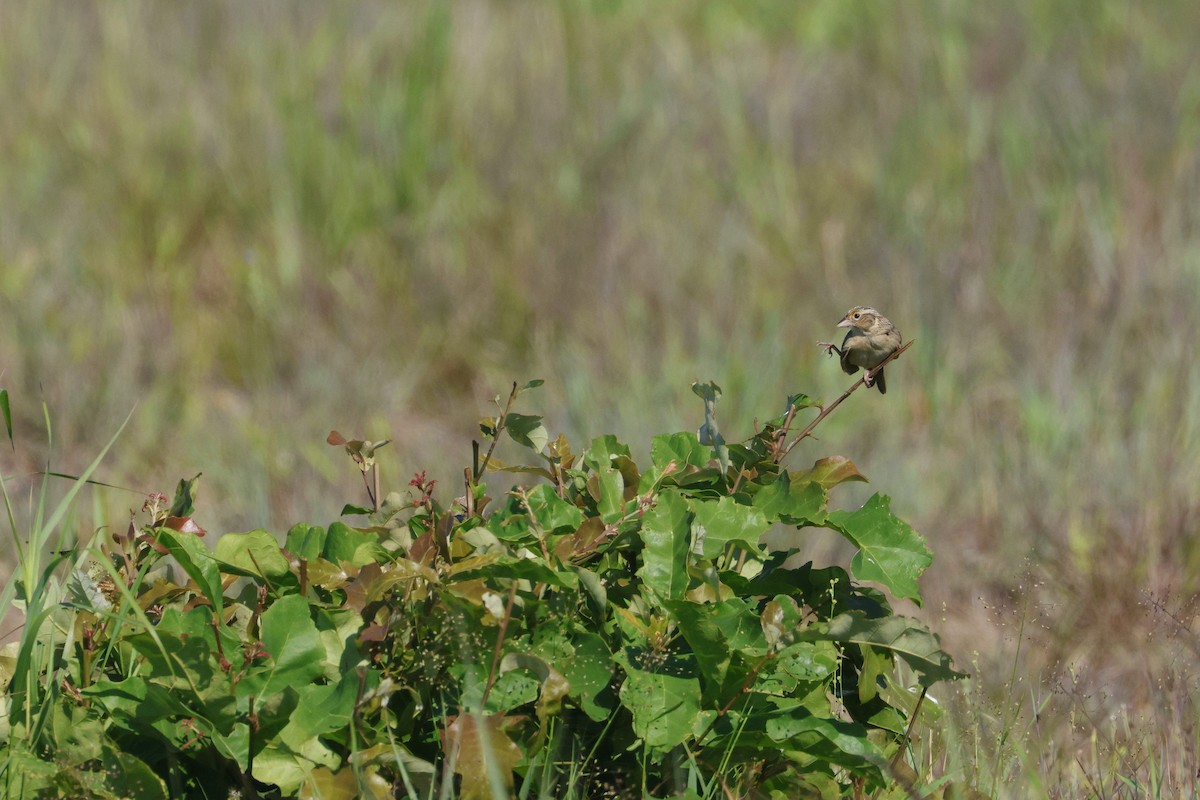 Grasshopper Sparrow - ML620035561