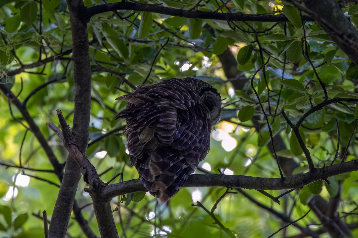 Barred Owl - ML620035562