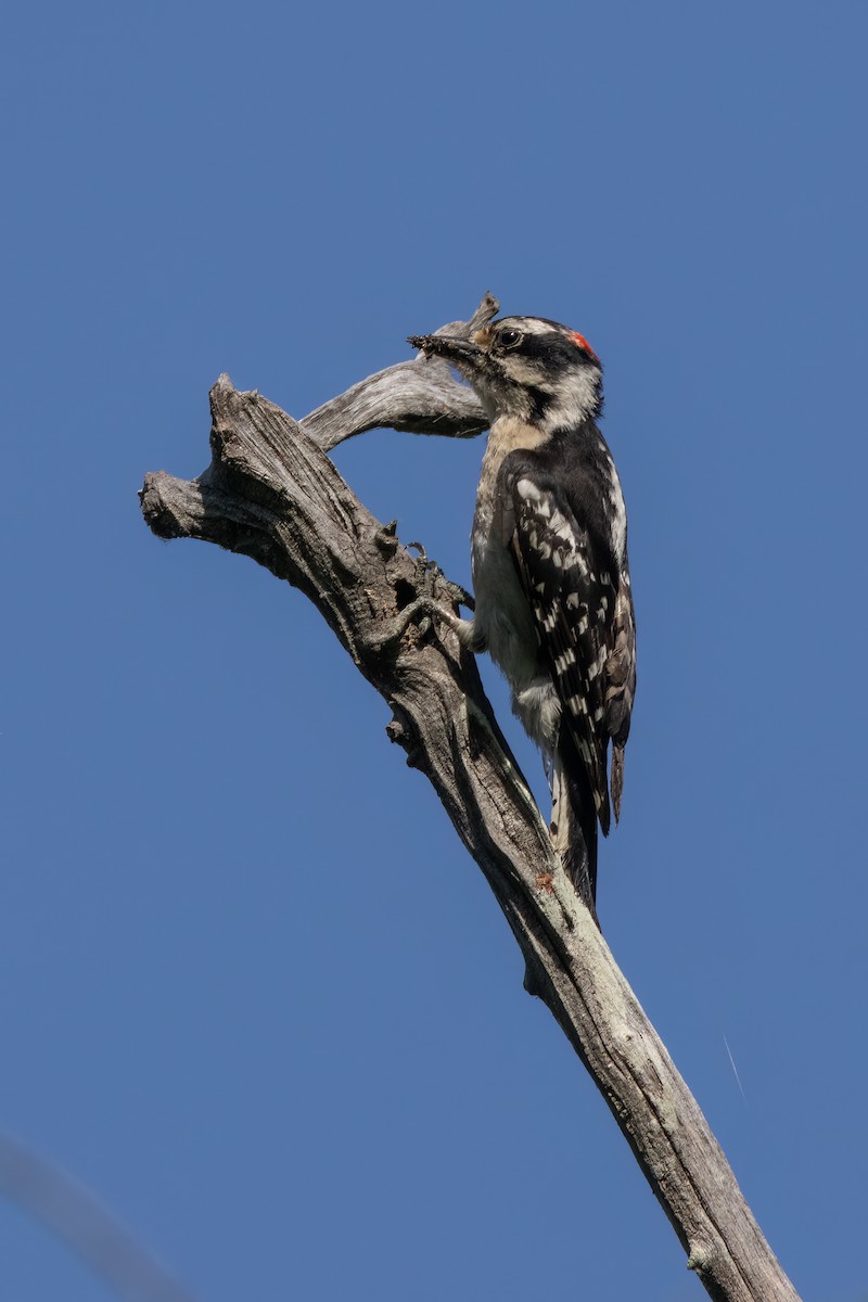 Downy Woodpecker - ML620035565