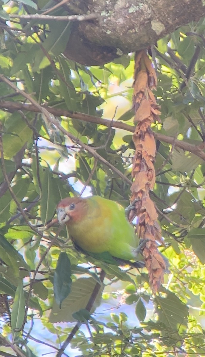 Rusty-faced Parrot - ML620035571