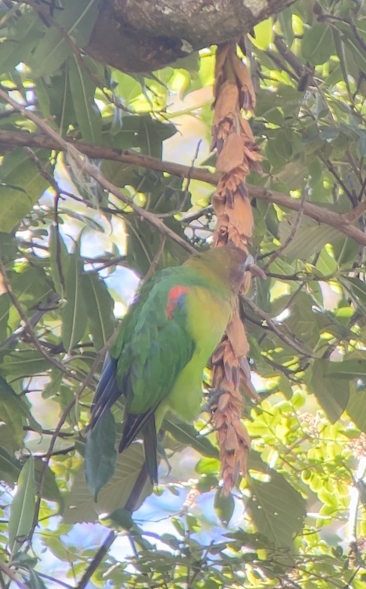 Rusty-faced Parrot - ML620035572