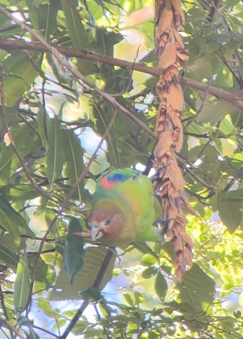 Rusty-faced Parrot - ML620035573