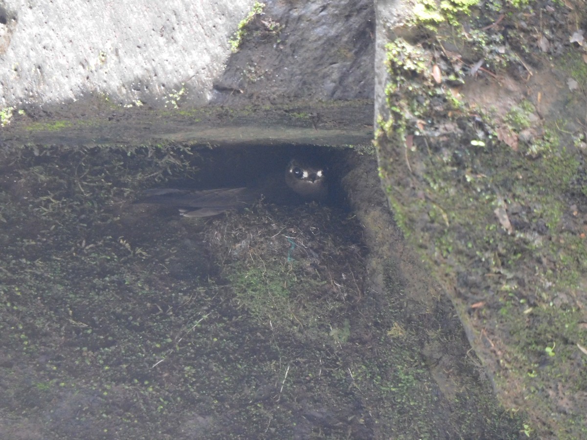 rorýs skvrnolící - ML620035575