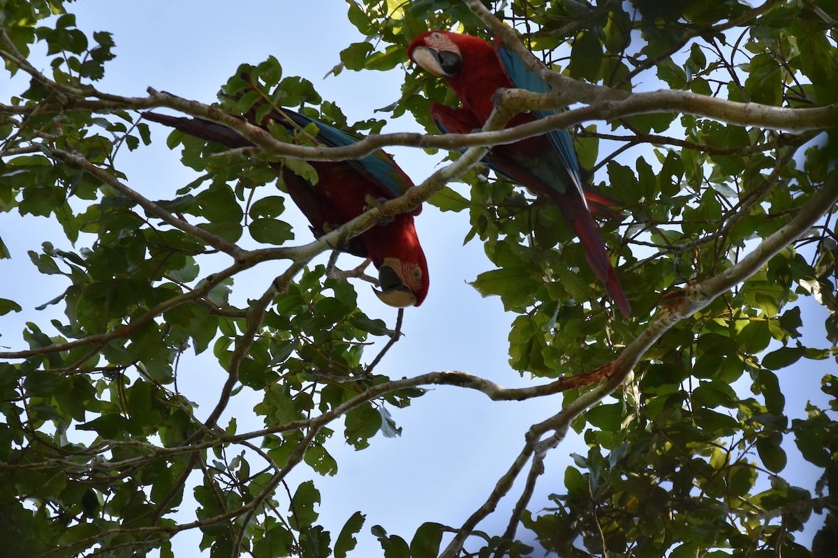 Red-and-green Macaw - ML620035581