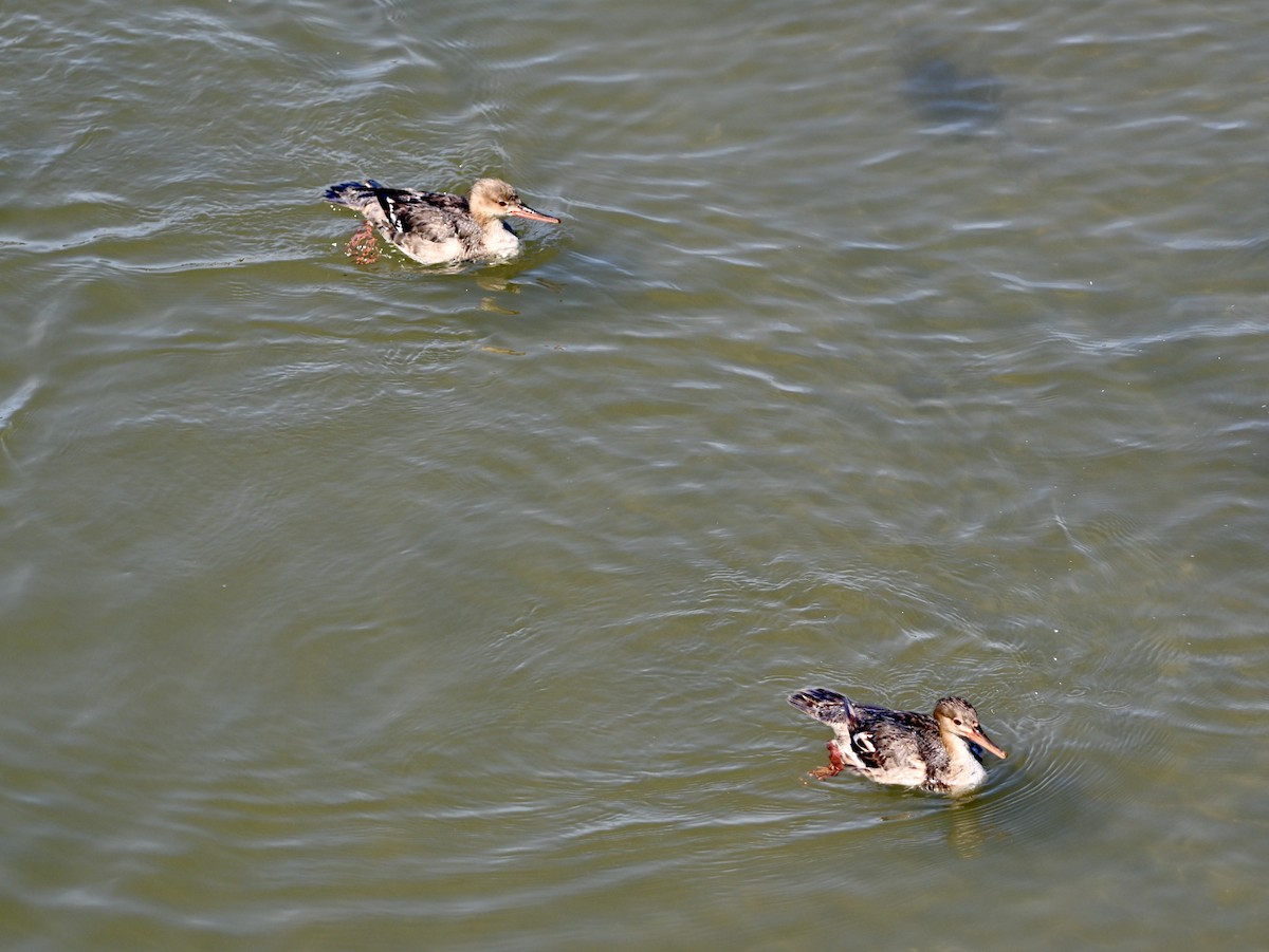 Red-breasted Merganser - ML620035584