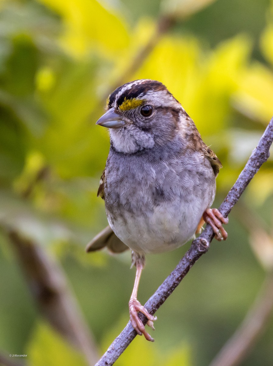 White-throated Sparrow - ML620035589