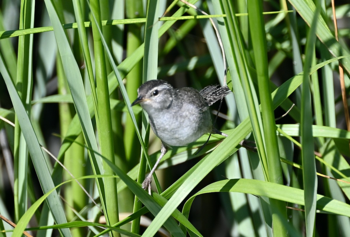 Marsh Wren - ML620035607