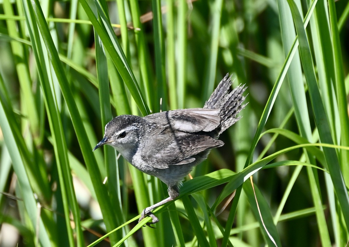 Marsh Wren - ML620035608