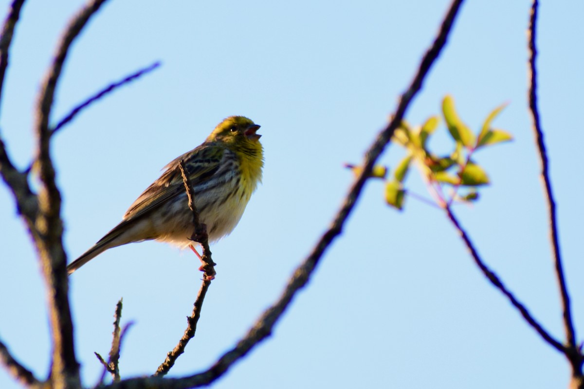 European Serin - ML620035609