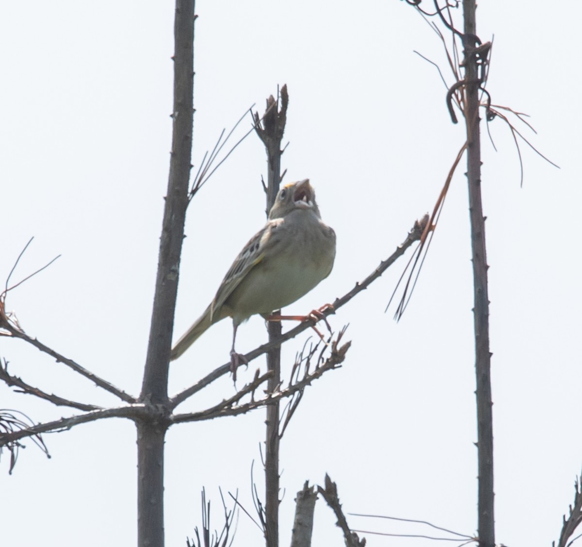 Grasshopper Sparrow - ML620035642