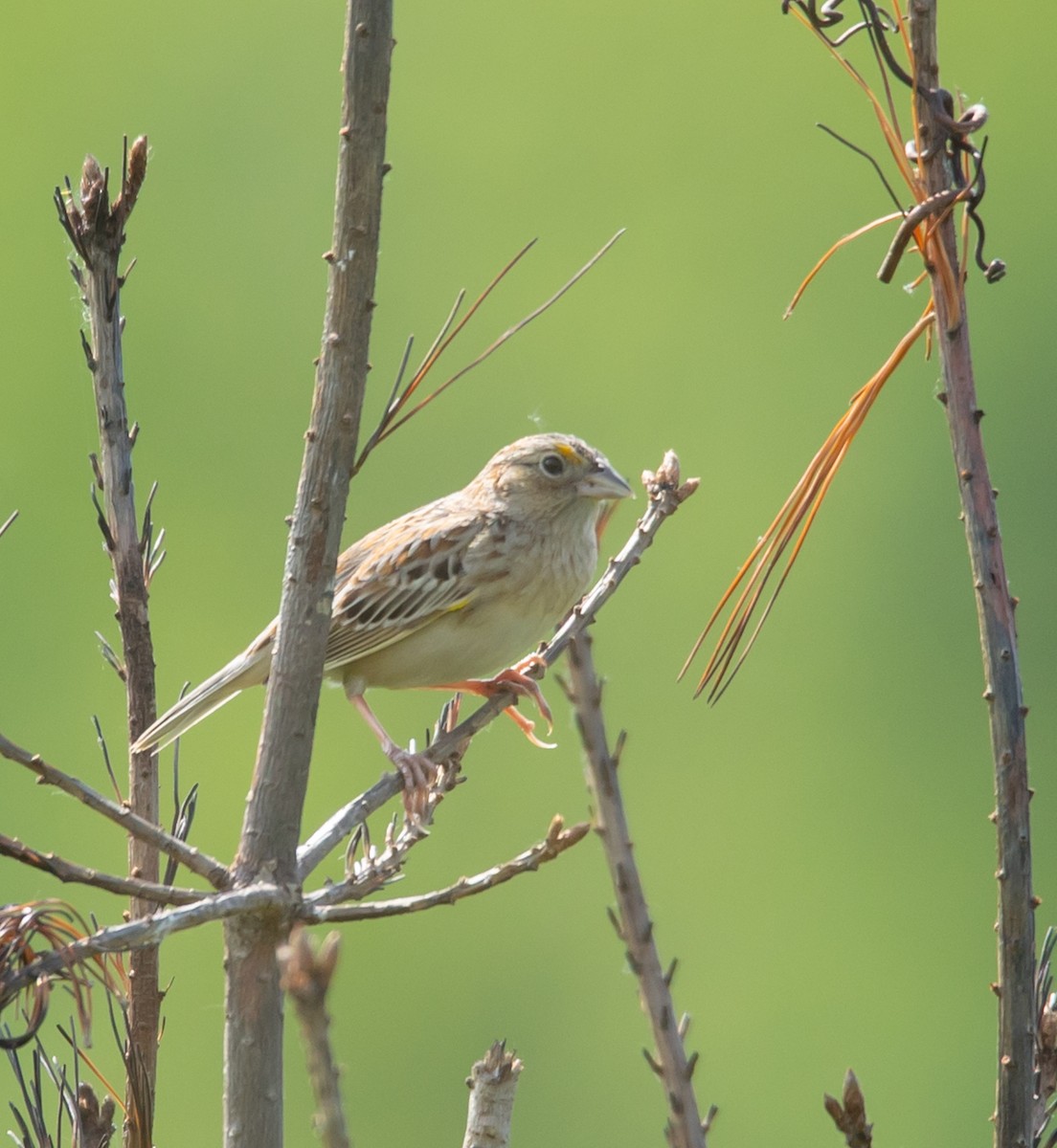 Grasshopper Sparrow - ML620035643