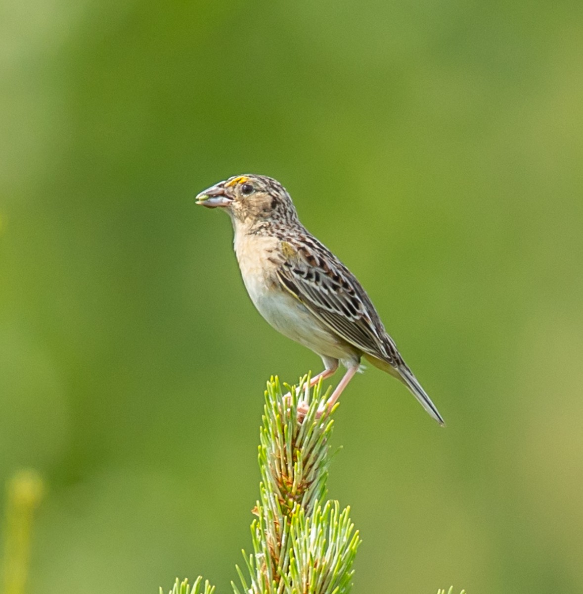 Grasshopper Sparrow - ML620035644