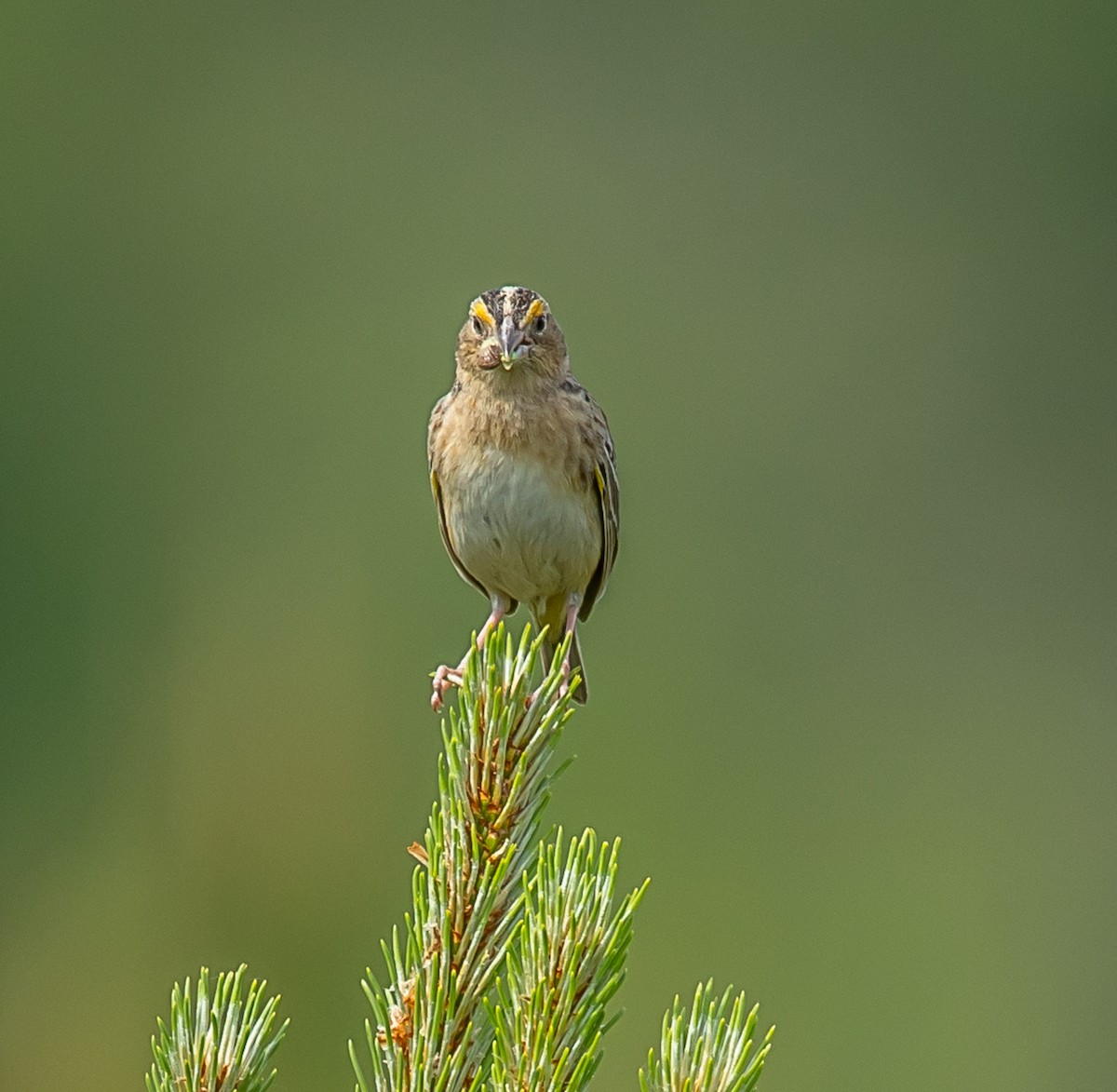 Grasshopper Sparrow - ML620035645