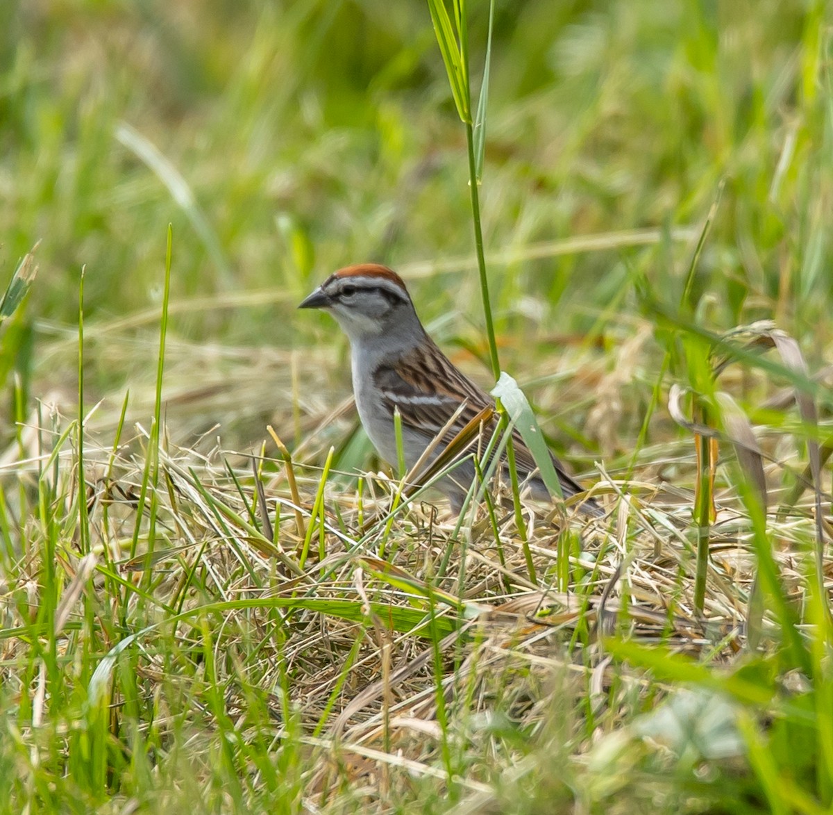 Chipping Sparrow - ML620035651