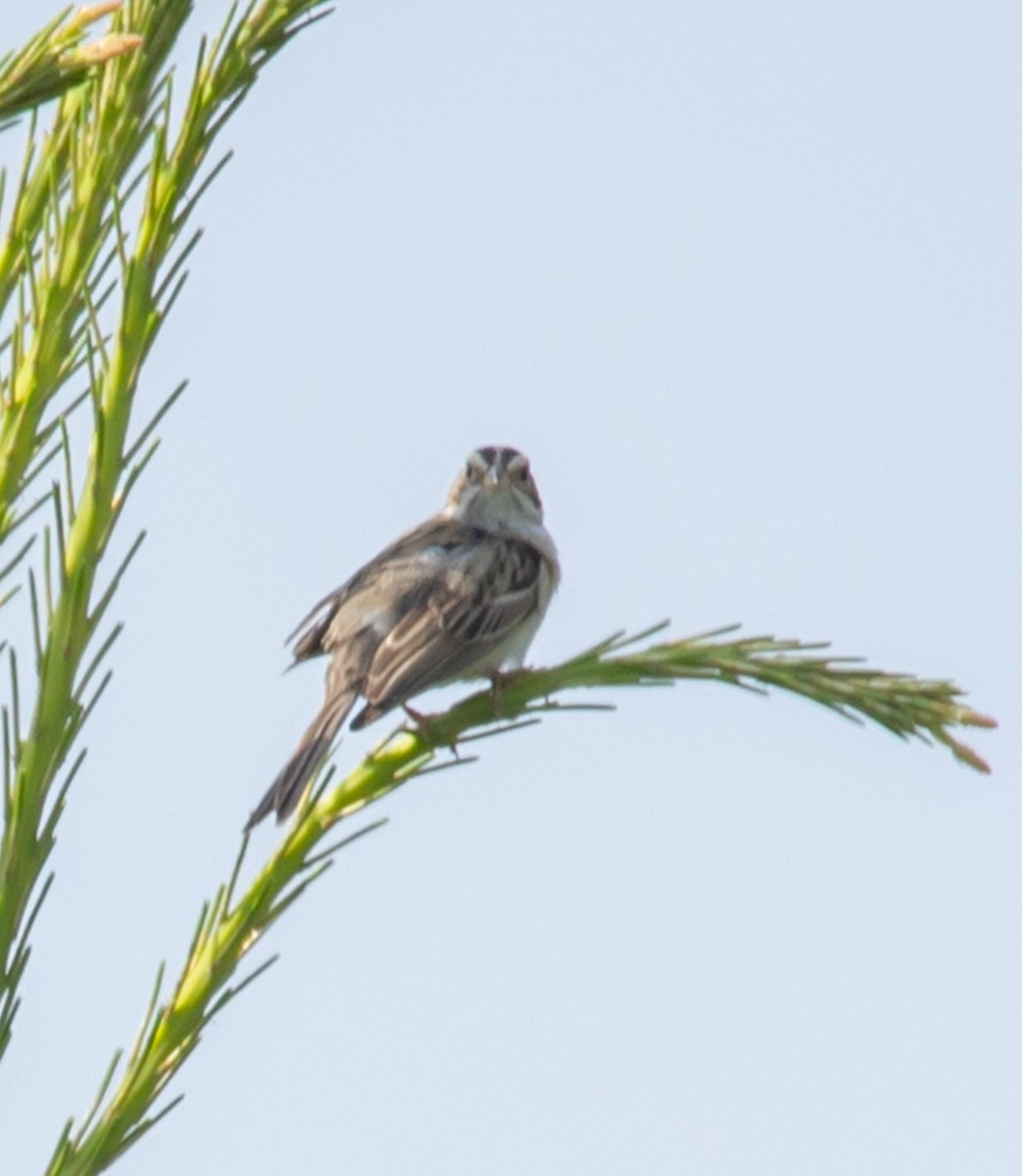 Clay-colored Sparrow - ML620035670
