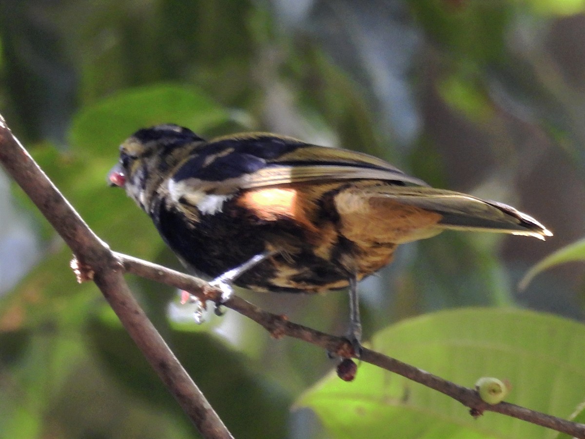 Fulvous-crested Tanager - ML620035671