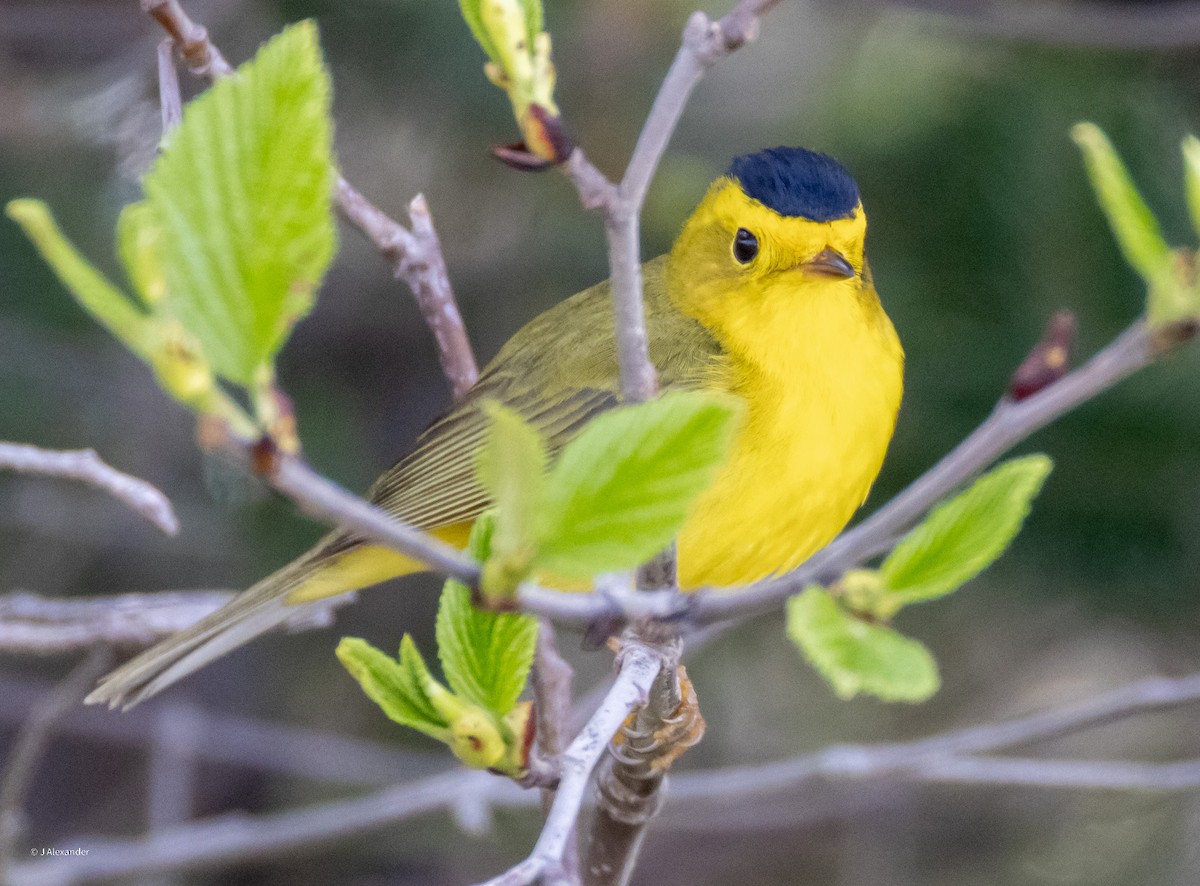 Wilson's Warbler - John Alexander