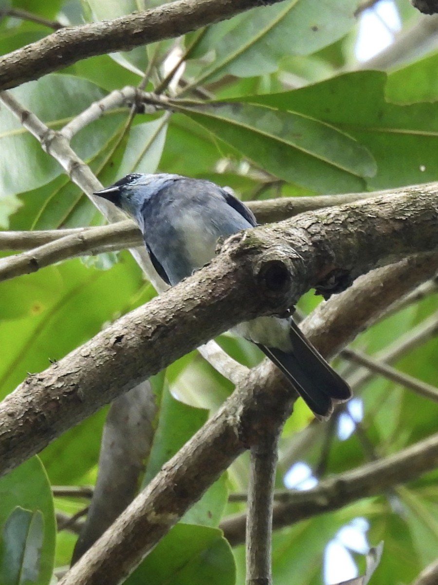 Masked Tanager - ML620035683