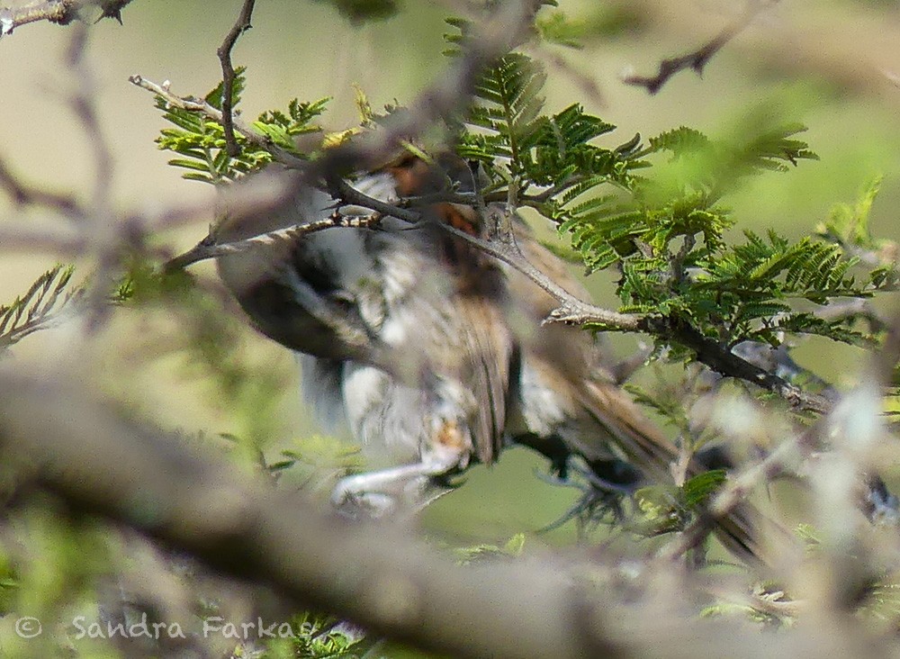 Great Spinetail - ML620035689