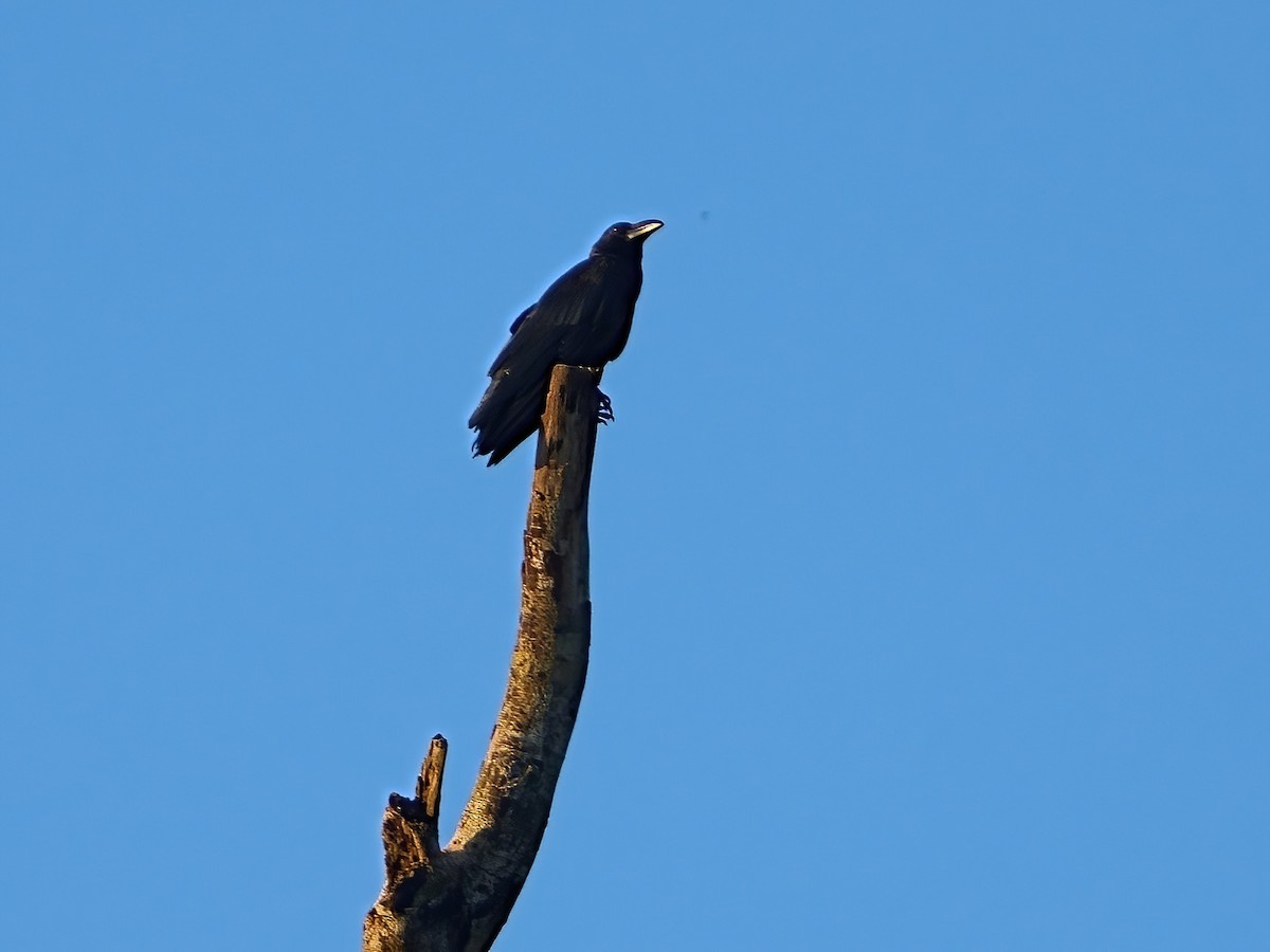 Slender-billed Crow - ML620035709