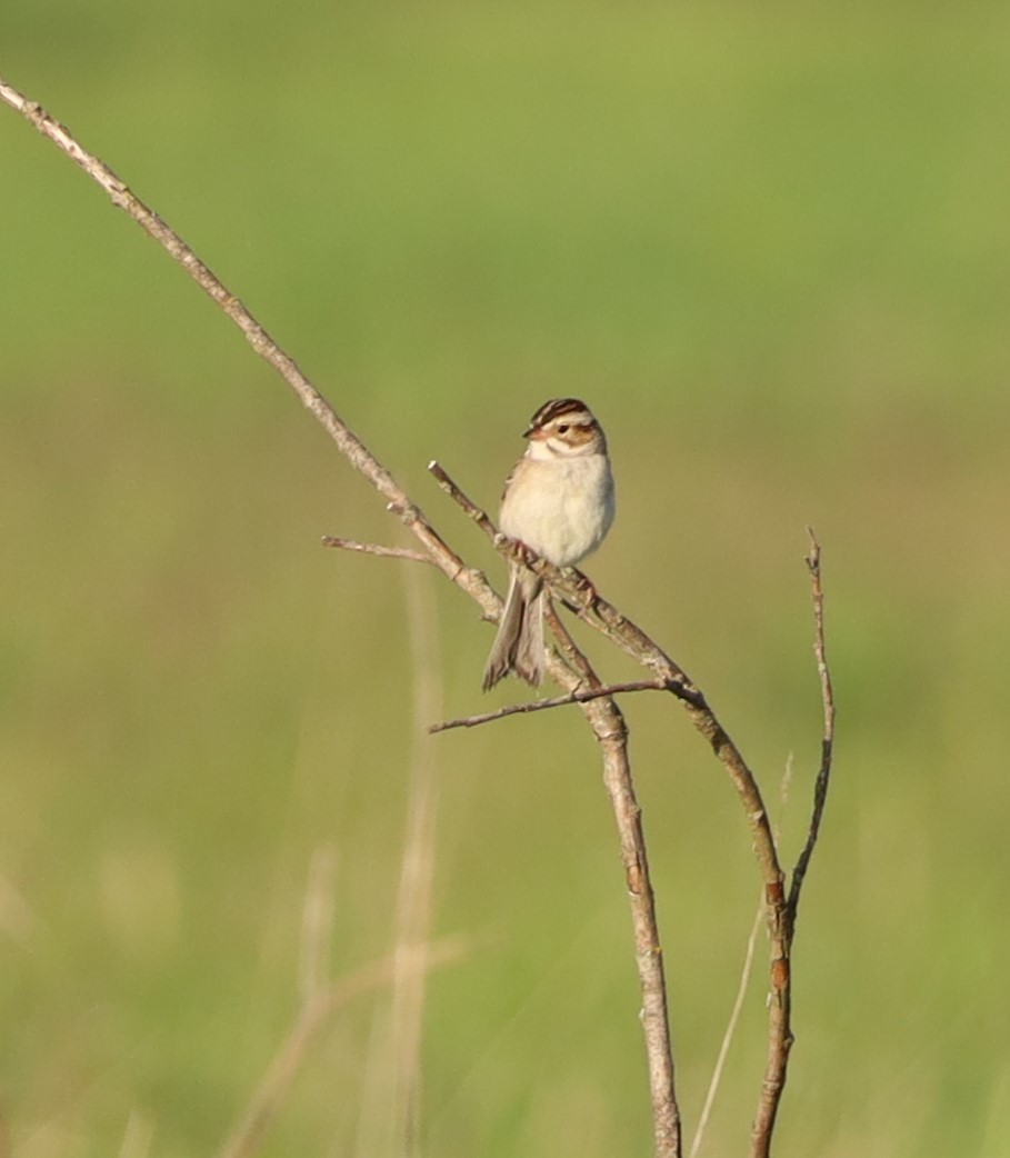 Clay-colored Sparrow - ML620035734