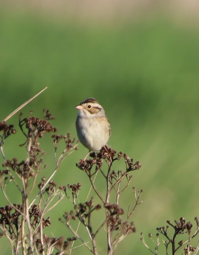 Clay-colored Sparrow - ML620035735