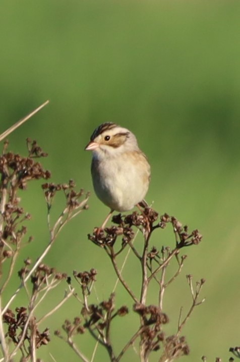Clay-colored Sparrow - ML620035737