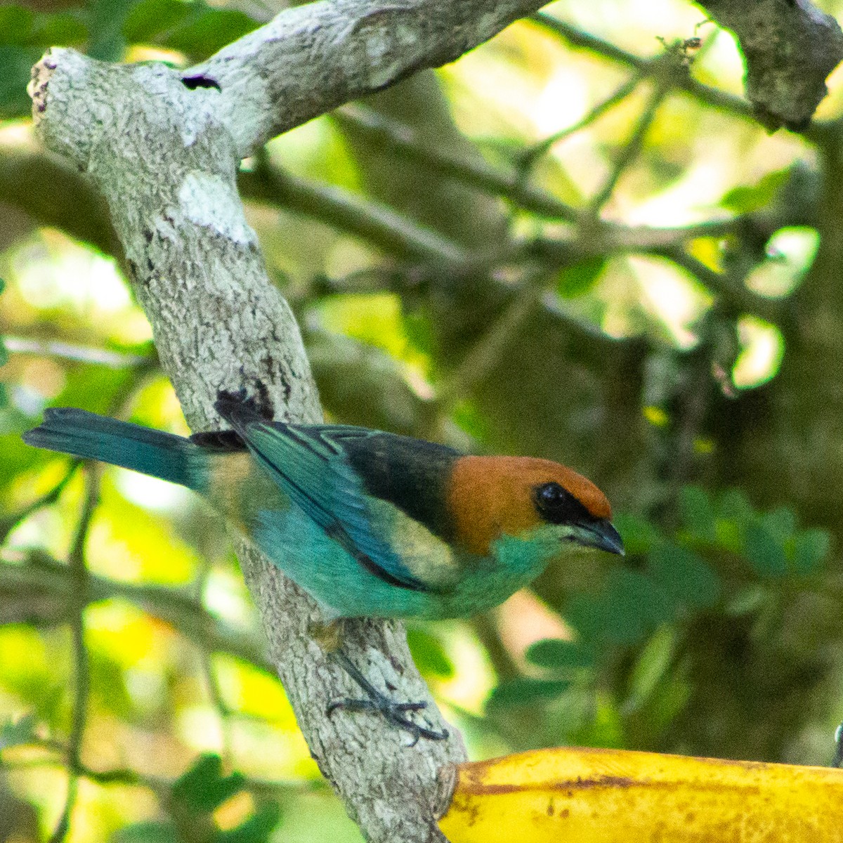 Black-backed Tanager - ML620035738