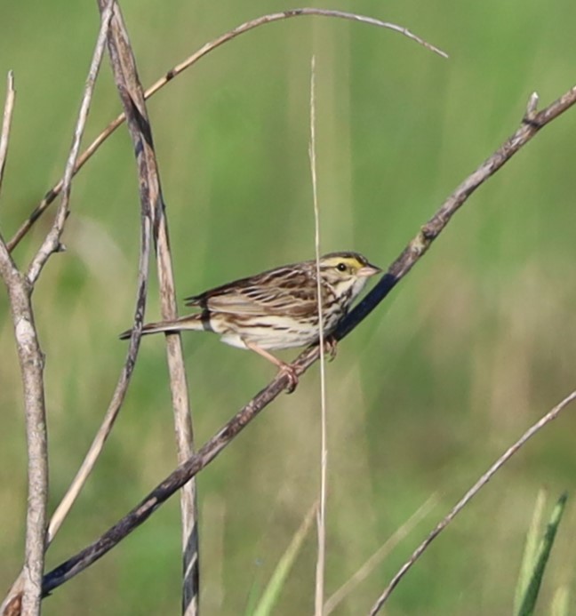 Savannah Sparrow - ML620035751