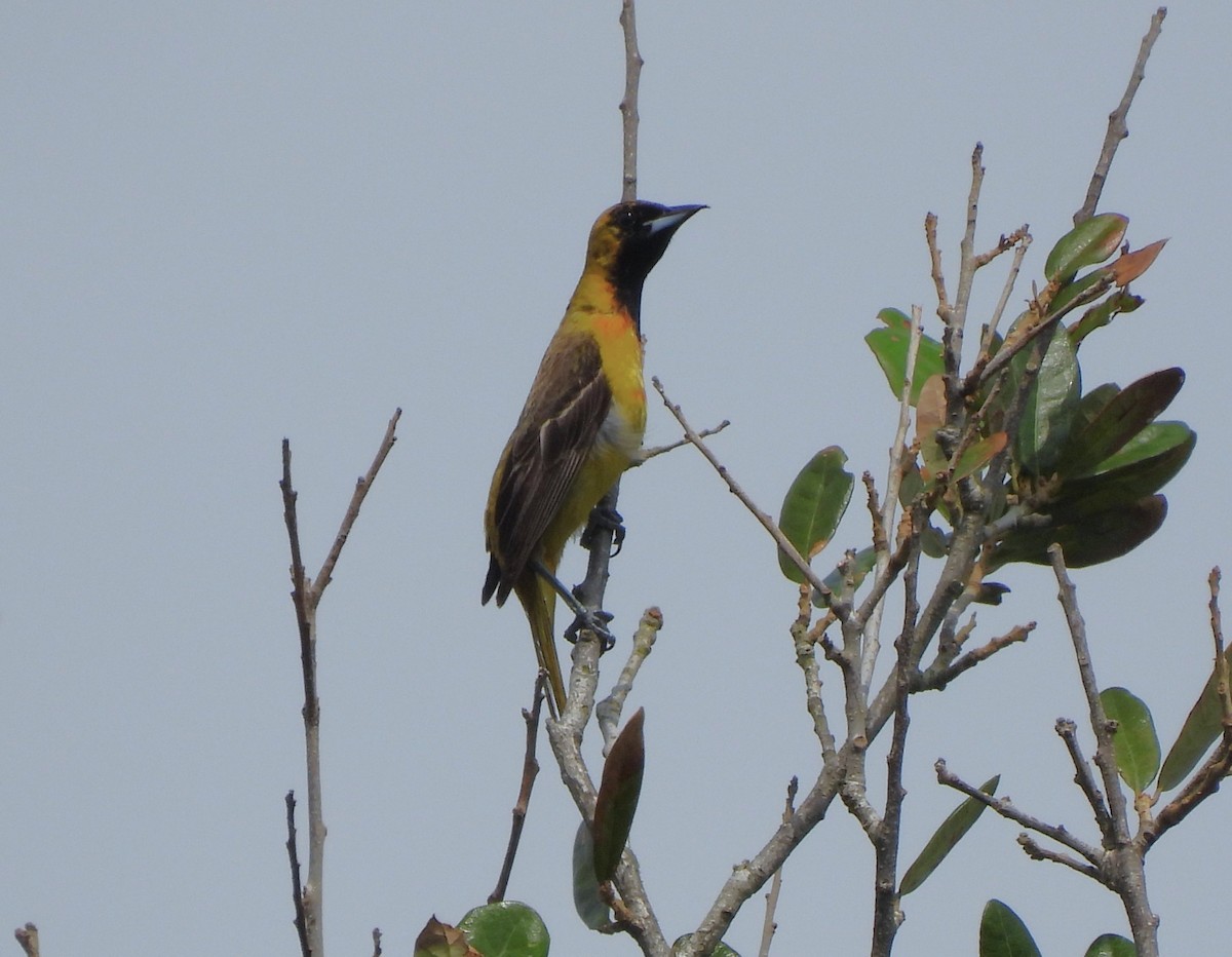 Orchard Oriole - ML620035760