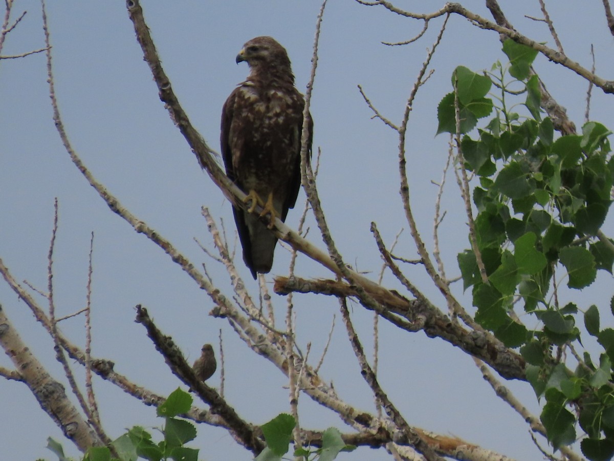 Red-tailed Hawk - ML620035780