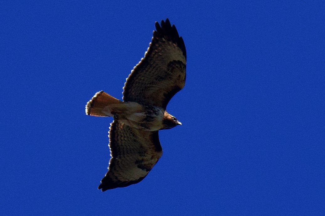 Red-tailed Hawk - ML620035789