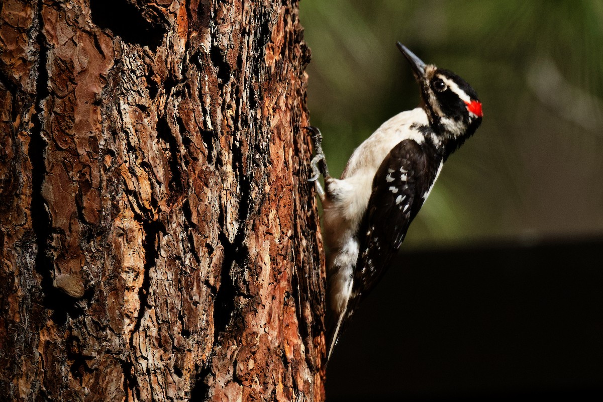 Hairy Woodpecker - ML620035797