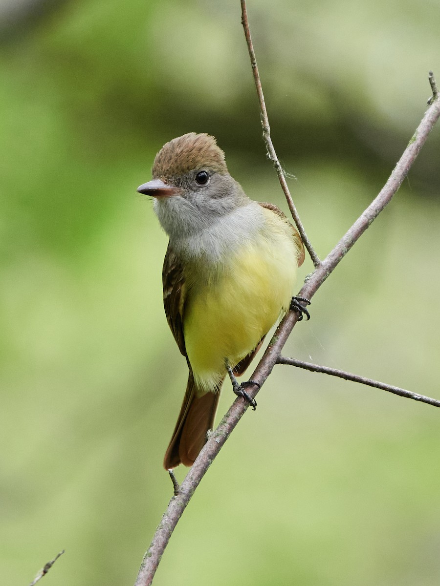 Great Crested Flycatcher - ML620035798