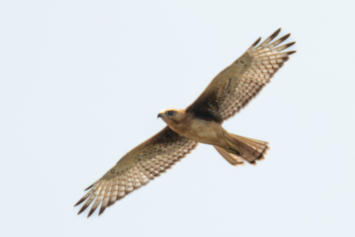 White-eyed Buzzard - ML620035799