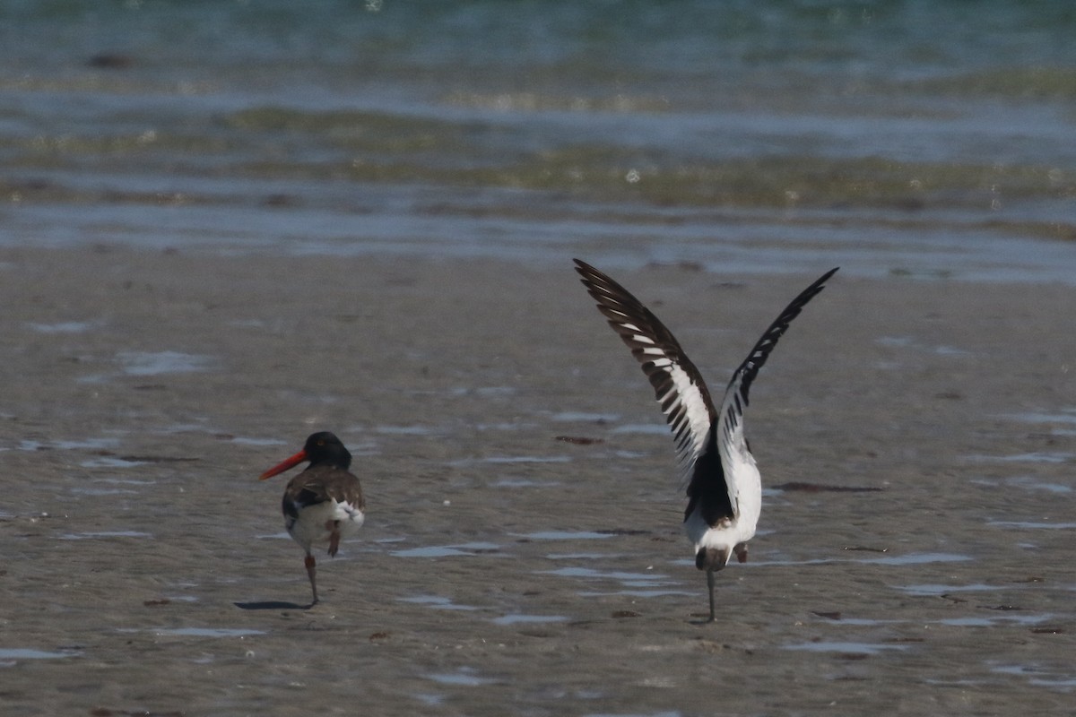 American Oystercatcher - ML620035804