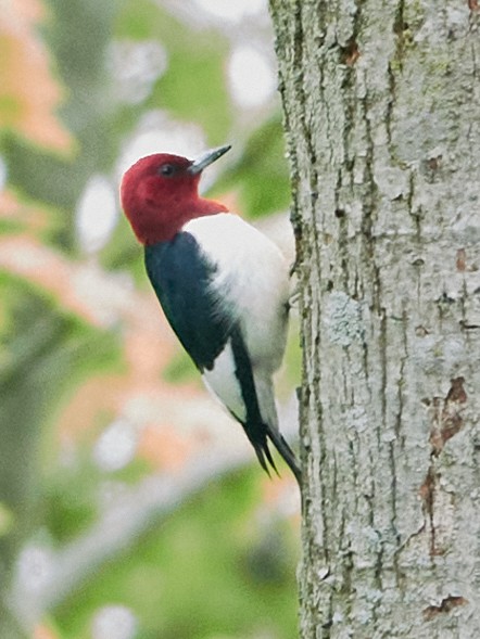 Red-headed Woodpecker - ML620035811