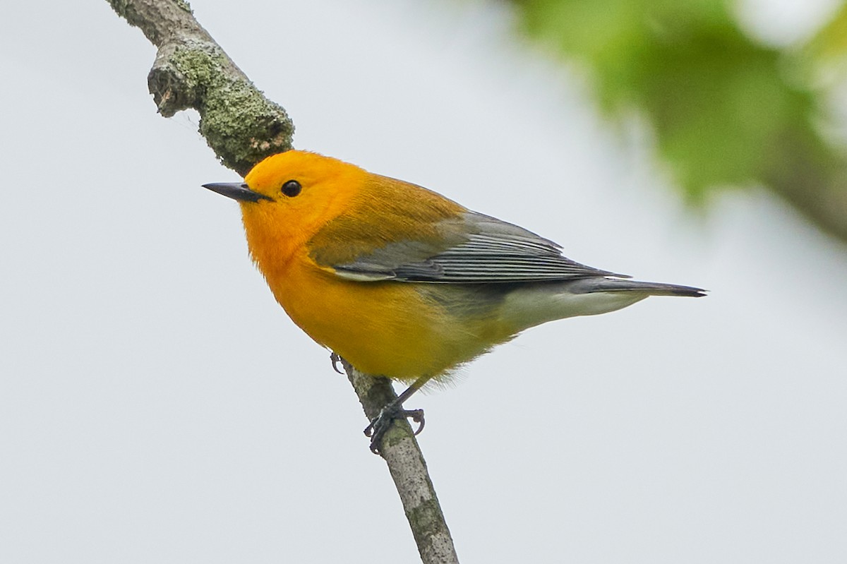 Prothonotary Warbler - ML620035820