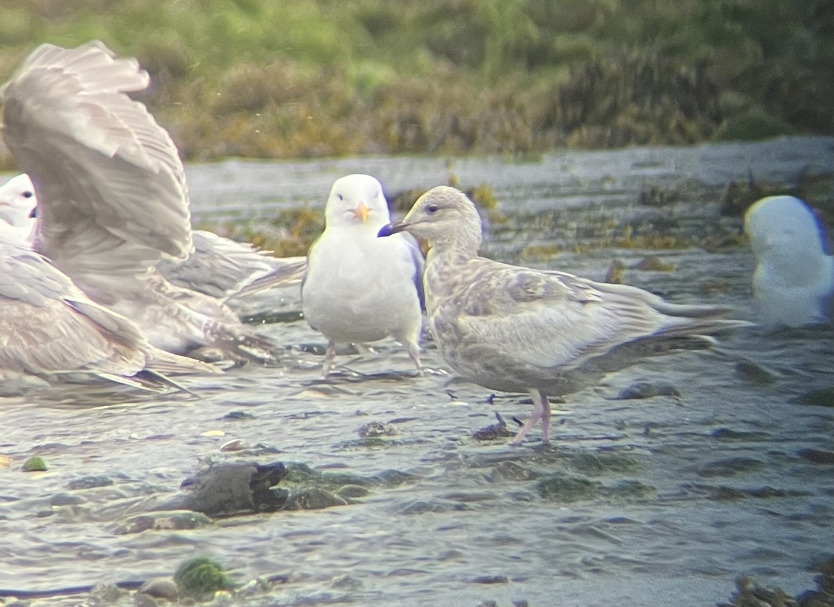 Gaviota Groenlandesa - ML620035829