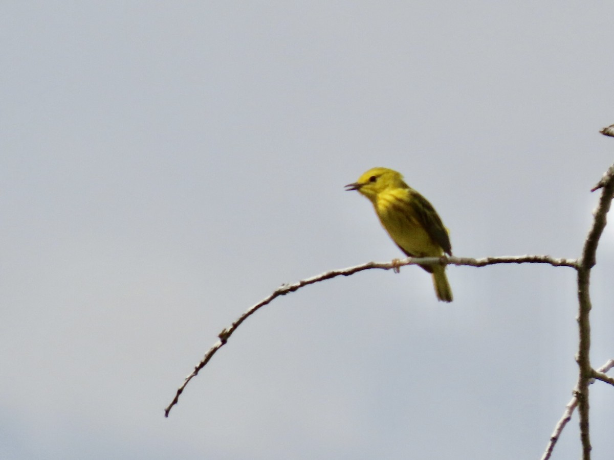 Yellow Warbler - ML620035834