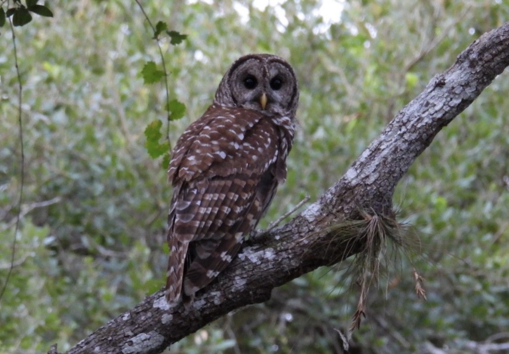 Barred Owl - ML620035855
