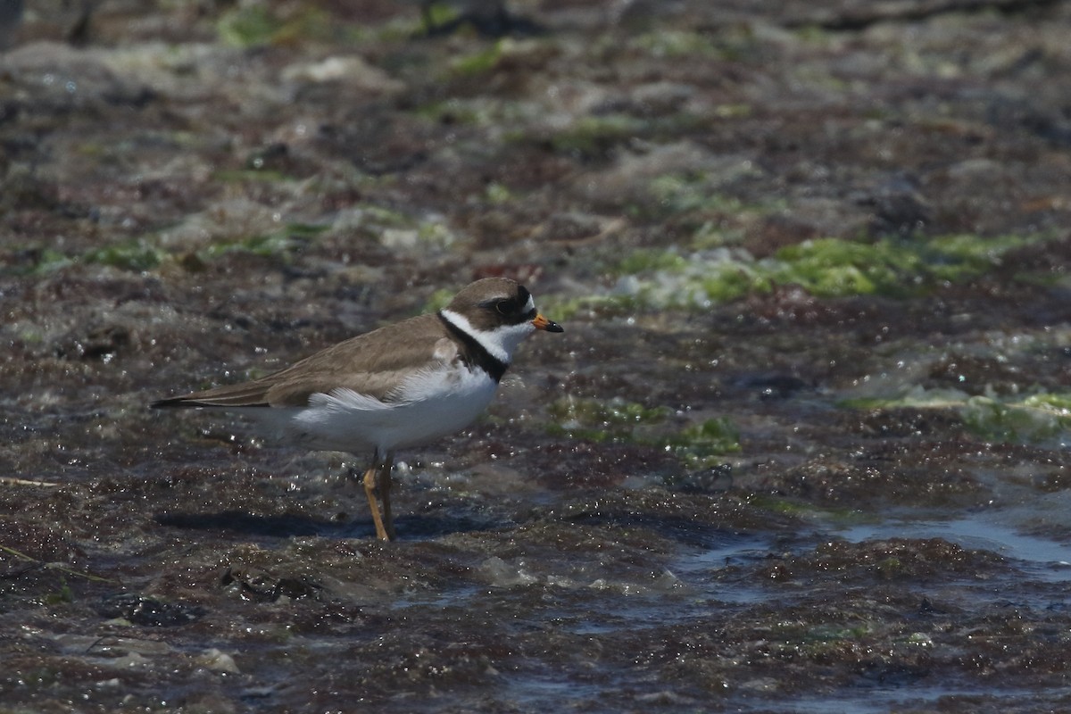 Semipalmated Plover - ML620035867