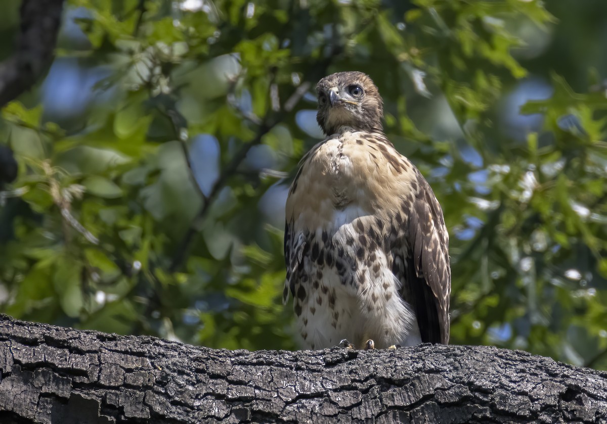 Red-tailed Hawk - ML620035873