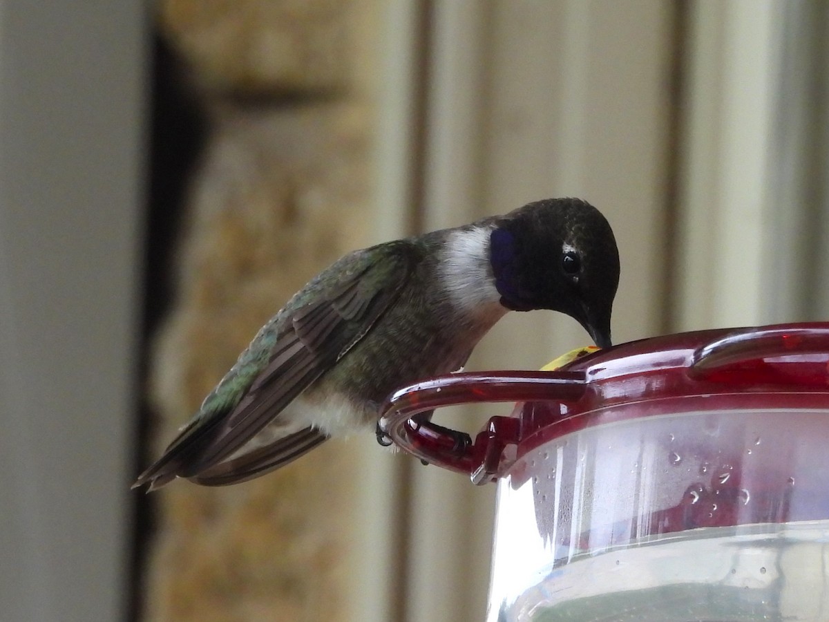 Black-chinned Hummingbird - ML620035881