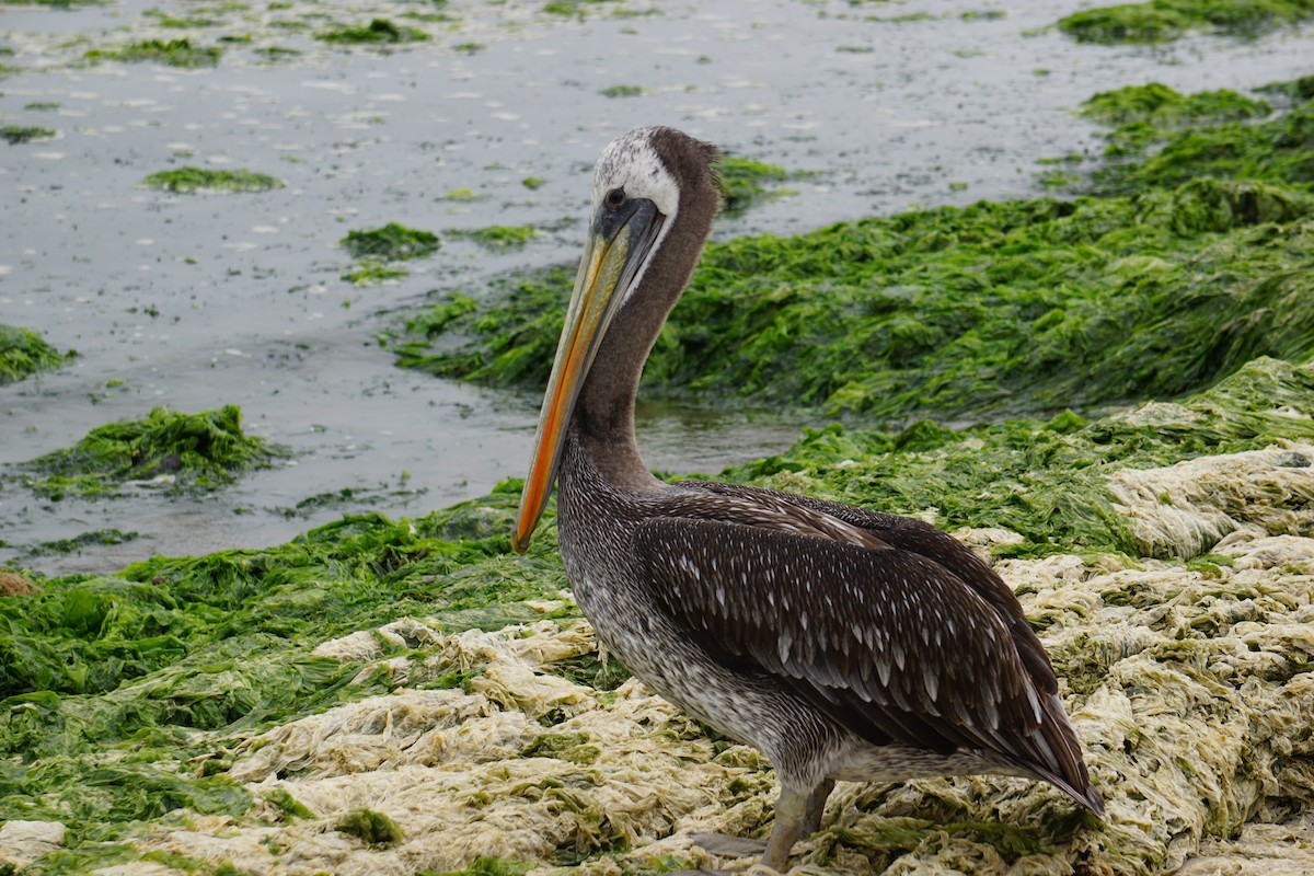 pelikán chilský - ML620035883